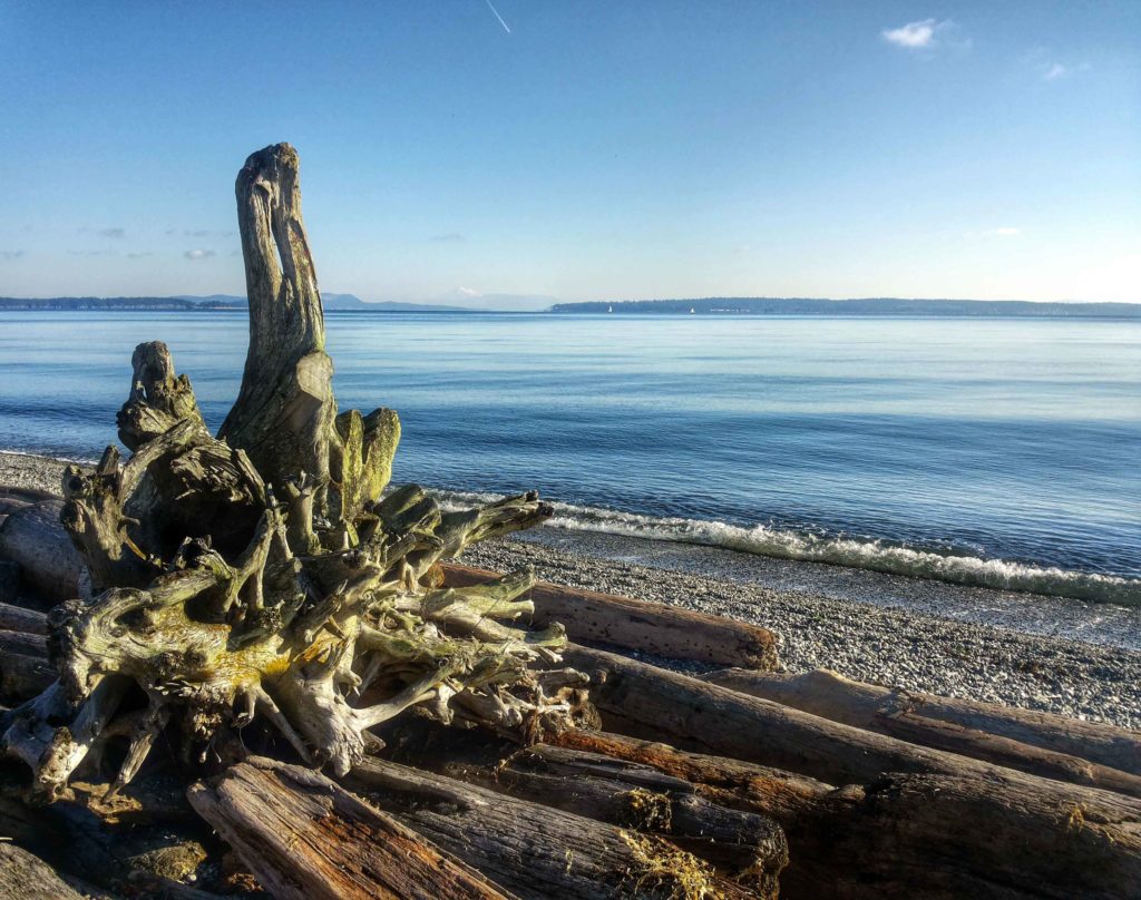 vedere le orche vancouver
