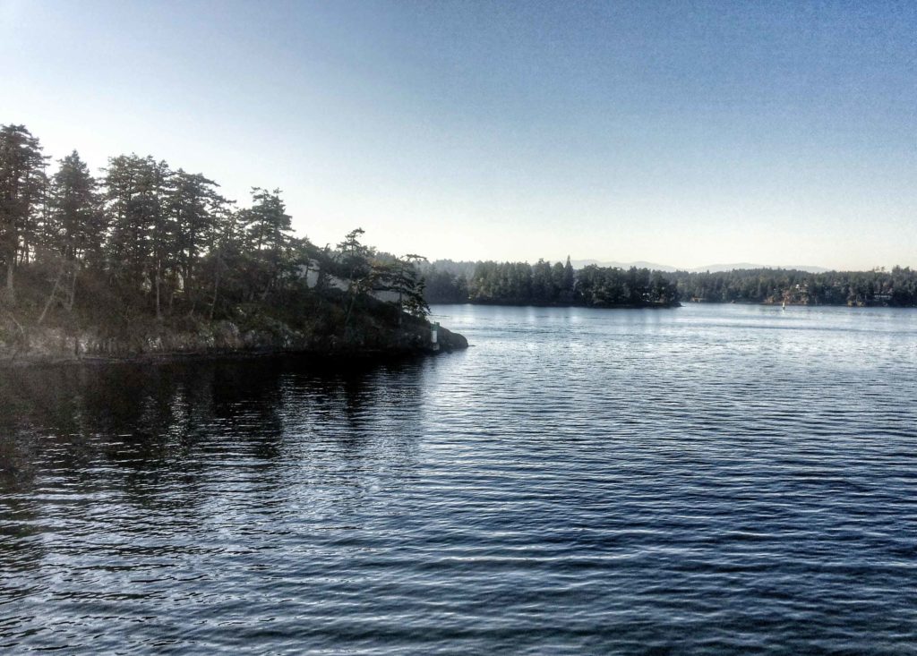vedere le orche canada