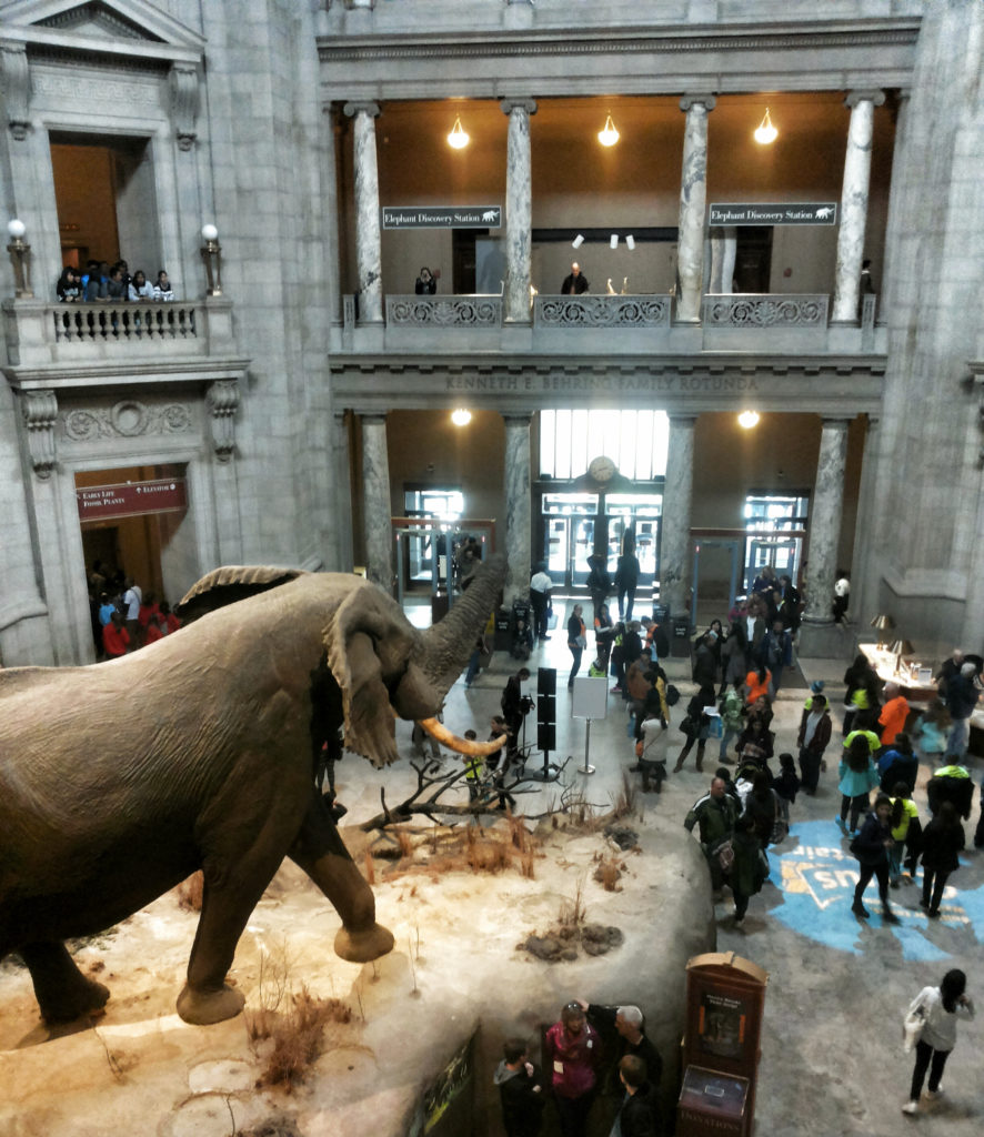 smithsonian's museum of natural history