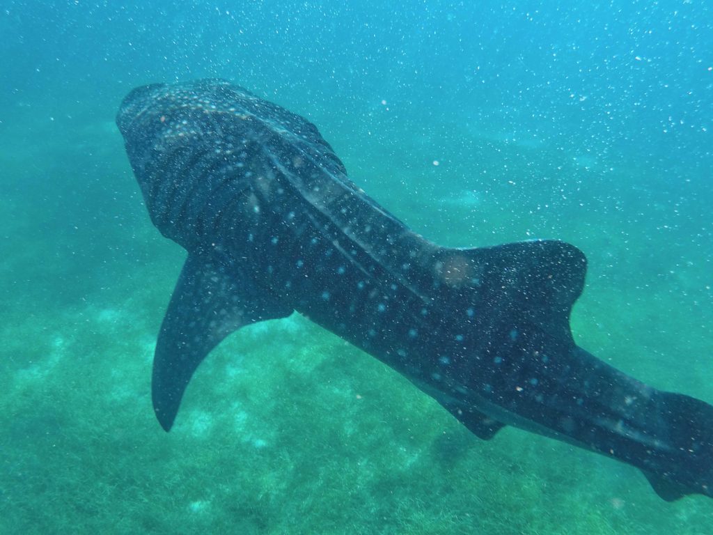 squali balena oslob