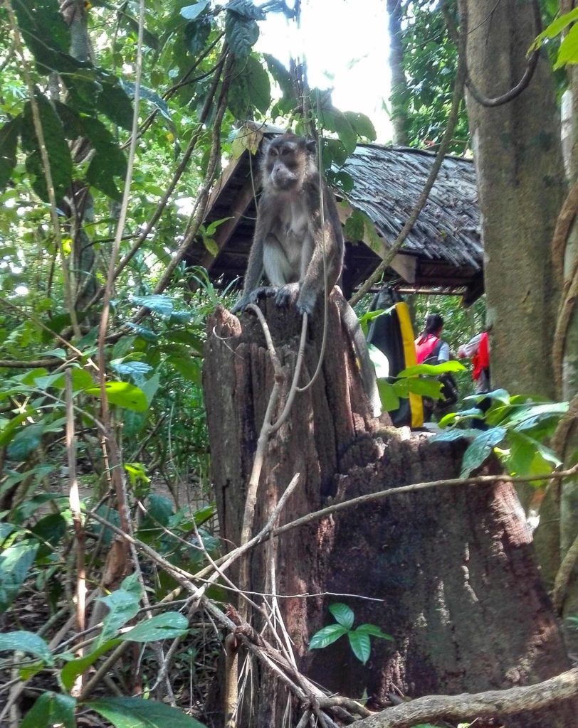 scimmie sull'isola di Palawan, Filippine