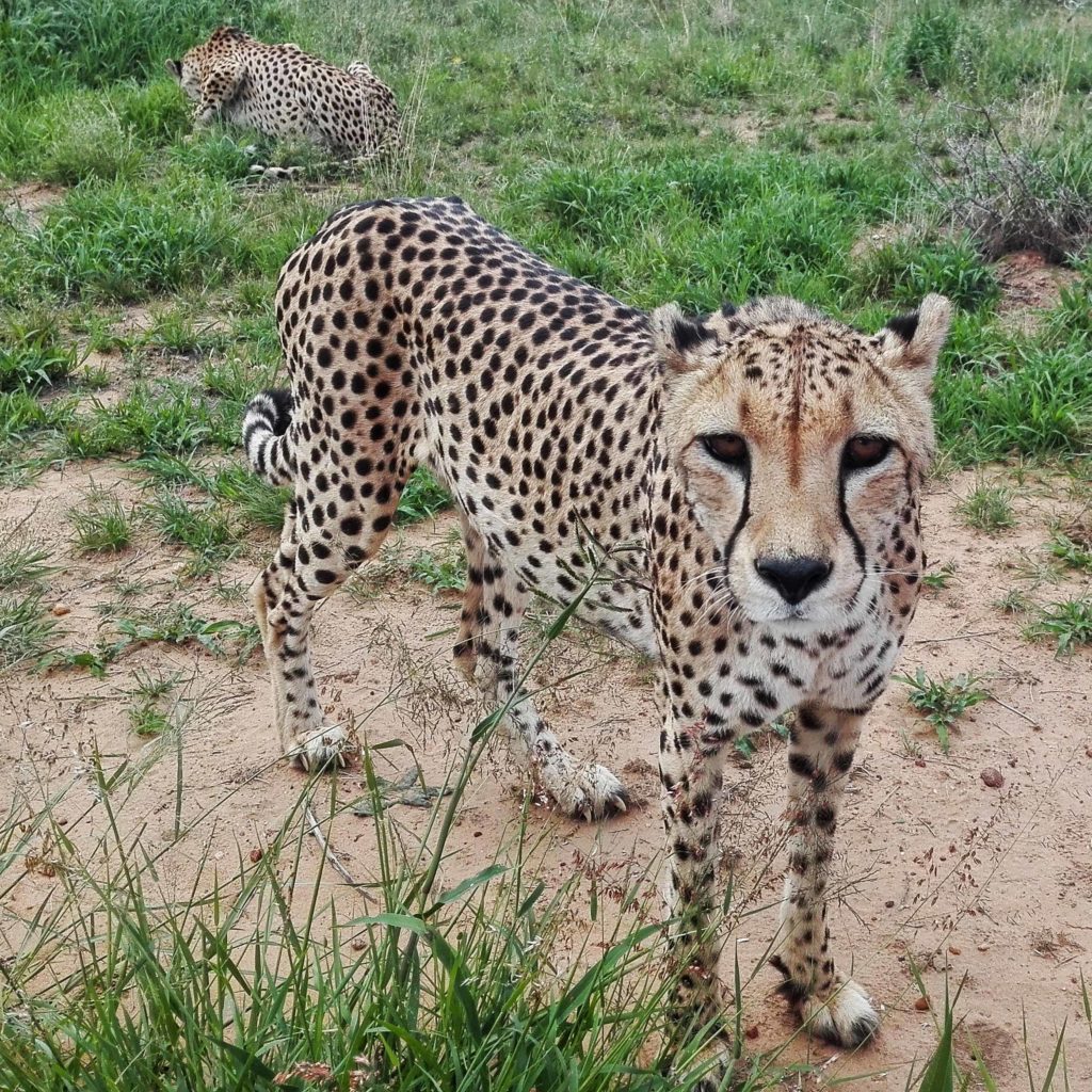 leopardo al naankuse lodge