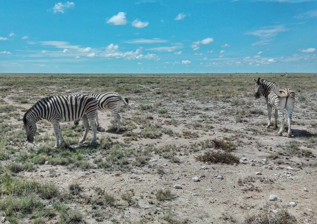 safari viaggio in namibia