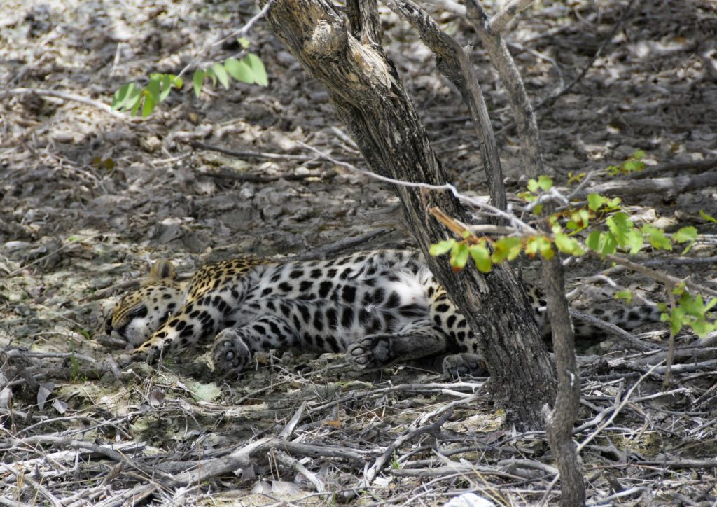 leopardo in un safari all'Etosha in namibia