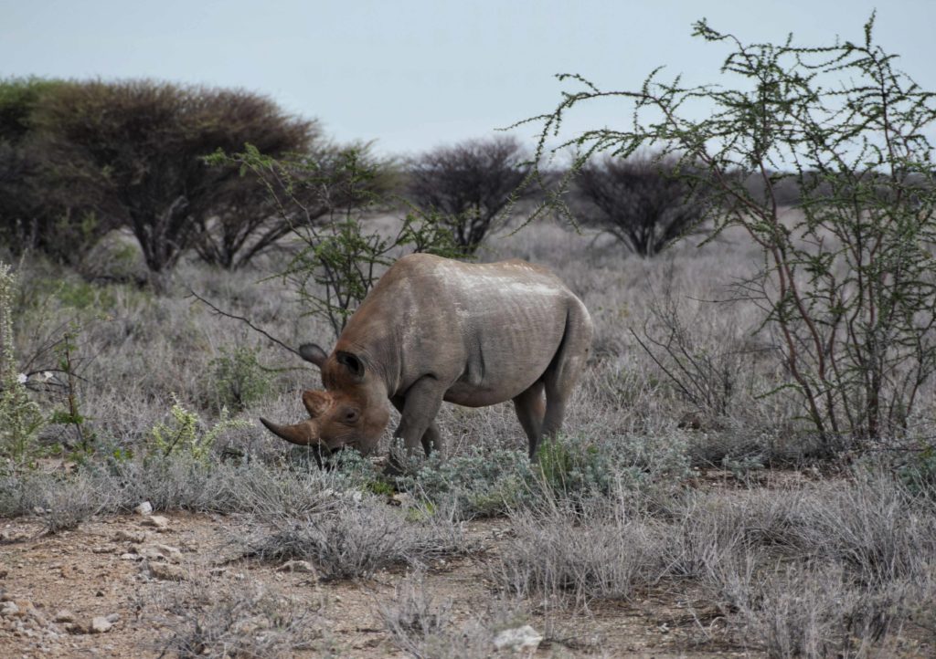 incontro con rinoceronte durante il safari