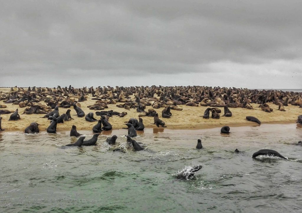 escursione a walvis bay